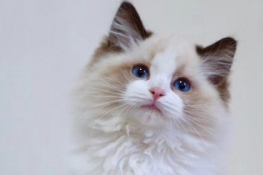Are the Ragdoll cats afraid of heat