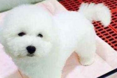 How does 2 months Bichon Frise train pee and poop