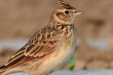 What feed does the skylark eat most call