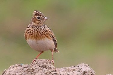 How do you choose a noisy wild lark