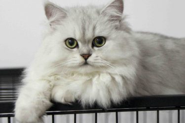 Are chinchilla cats easy to breed