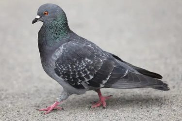 Can pigeons freeze to death at minus 30 degrees