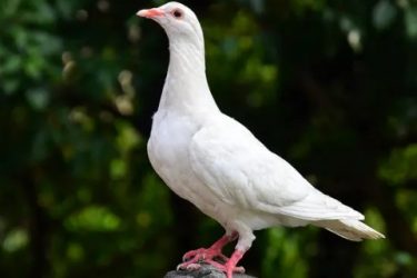 Can a pair of pigeons breed in groups