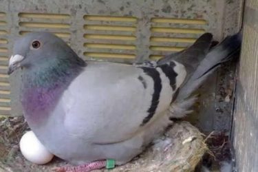 How often do pigeons lay eggs