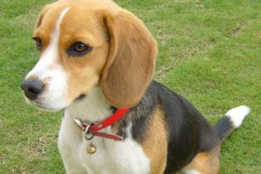 How many months does it take for a beagle to become fixed?