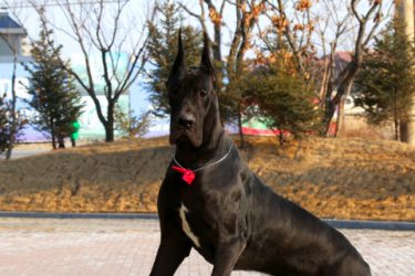 What do Great Danes eat