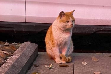 How many months does a cat give birth?