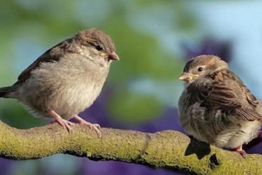 The performance of the female bird doesn’t like the male bird