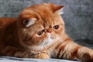 What’s Garfield’s personality like