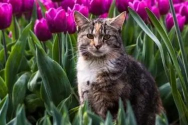 Can a cat get tulips