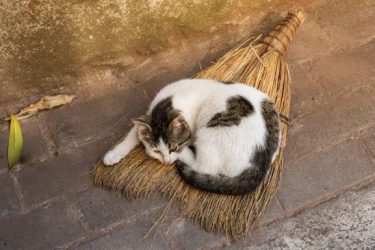If you suddenly stop feeding stray cats, will they starve to death