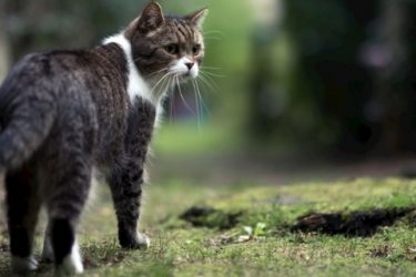 The seven things cats fear most