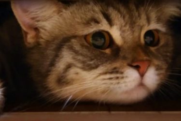 How cats behave when they’re angry
