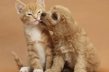 Can dogs eat canned cat food