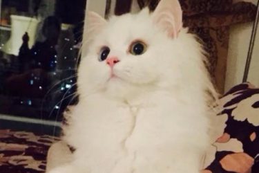 Why do Persian cats have different eye colors?