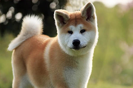 Can Akita dogs change owners?