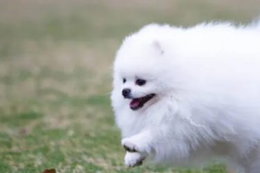 Can Pomeranian be afraid of master all the time after being beaten?