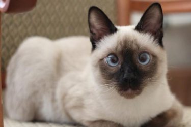 Characteristics of a Siamese cat