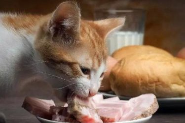 Can a cat go blind without eating meat?