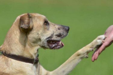 How do you train a dog to sit and shake hands