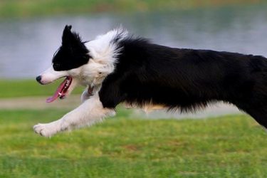 How old are border collies to stop being naughty?
