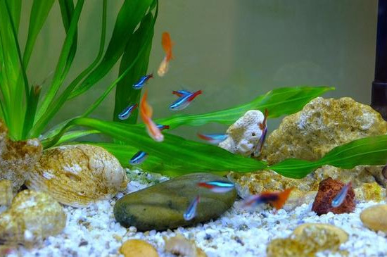 How to deal with turbid water in fish tanks